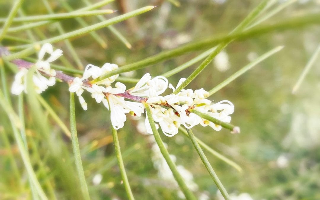 What are Australian Bush Flower Essences?